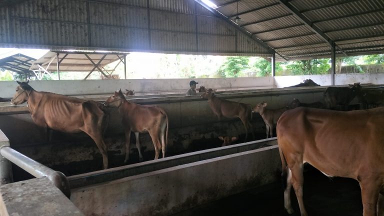 Pekarangan dan Sapi Desa Kalimo’ok Diduga dijadikan Alat Untuk Merampok Uang Negara