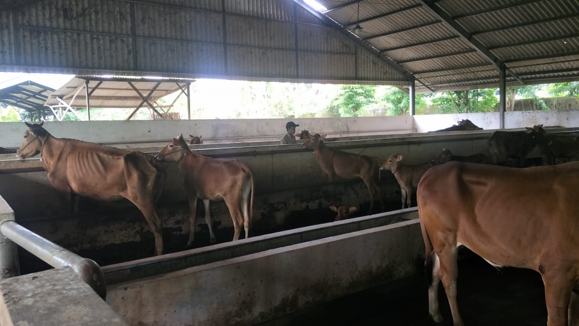 Pekarangan dan Sapi Desa Kalimo'ok Diduga dijadikan Alat Untuk Merampok Uang Negara