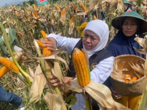 Jagung Varietas ‘Reog 234’ Mampu Hasilkan 12,4 Ton Per Hektar