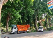 Dinas Lingkungan Hidup (DLH) Kabupaten Sumenep Lakukan Pemeliharaan Pohon